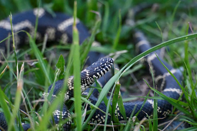 a black snake with bands of pale yellow along its body in the grass