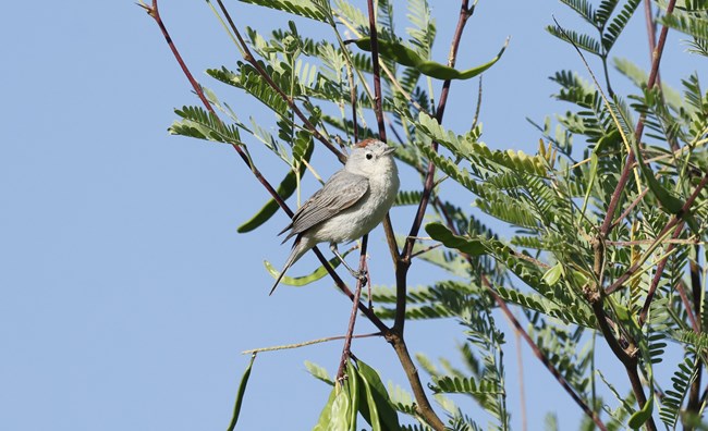 a small gray bird with a brown patch on the top of its head