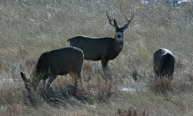 two mule deer does grazing with a buck standing next to them