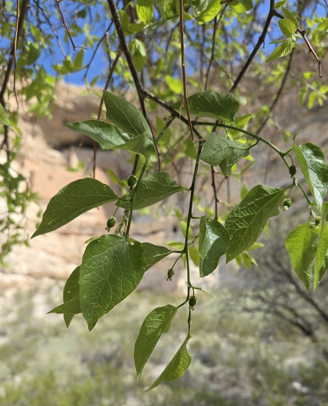 a few branches of a tree with simple leaves and some green berries in front of a cliff dwelling
