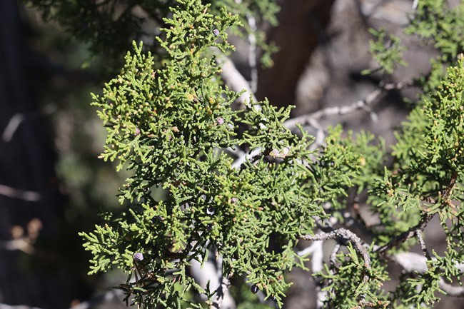 closeup of an evergreen branch with many, branching, scaled needles and several wrinkled, brownish berries