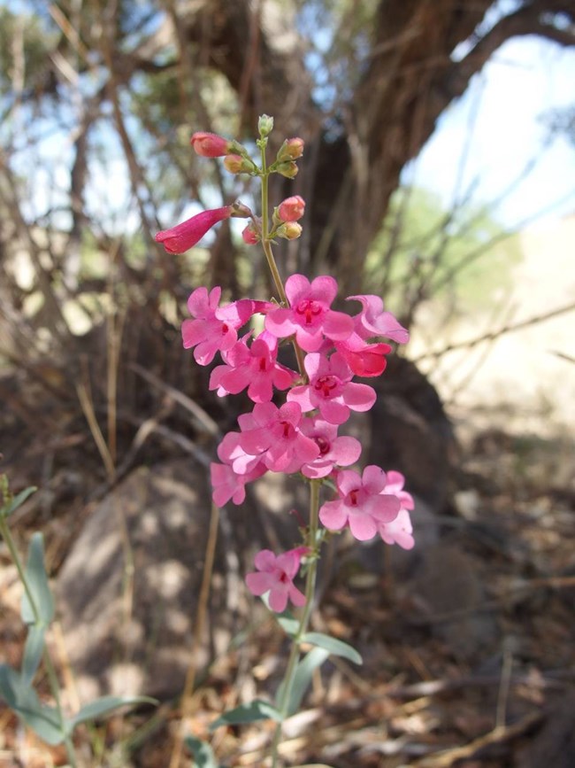 a plant with tall stems featuring bright pink, trumpet-like flowers with fire petals