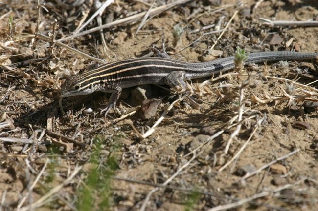 close-up of a dark lizard with a light-colored head, several white stripes down its body, and a blueish tail
