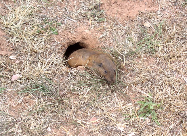 a large, brown gopher creeping out of its burrow toward some grass