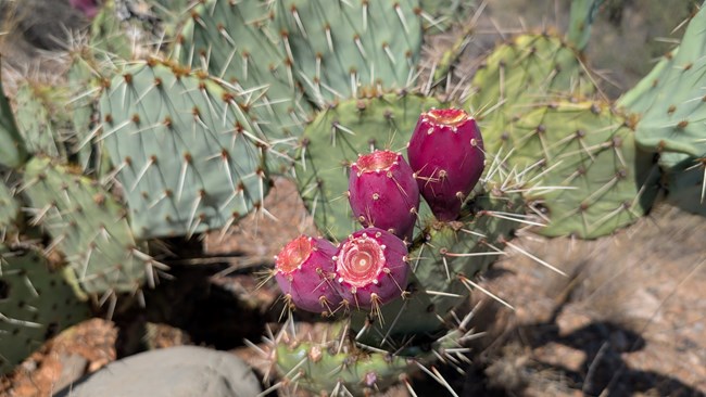 close-up of a prickly pear cactus with many flat, green pads. Some of the pads have a few bright pink fruits growing from the tips.