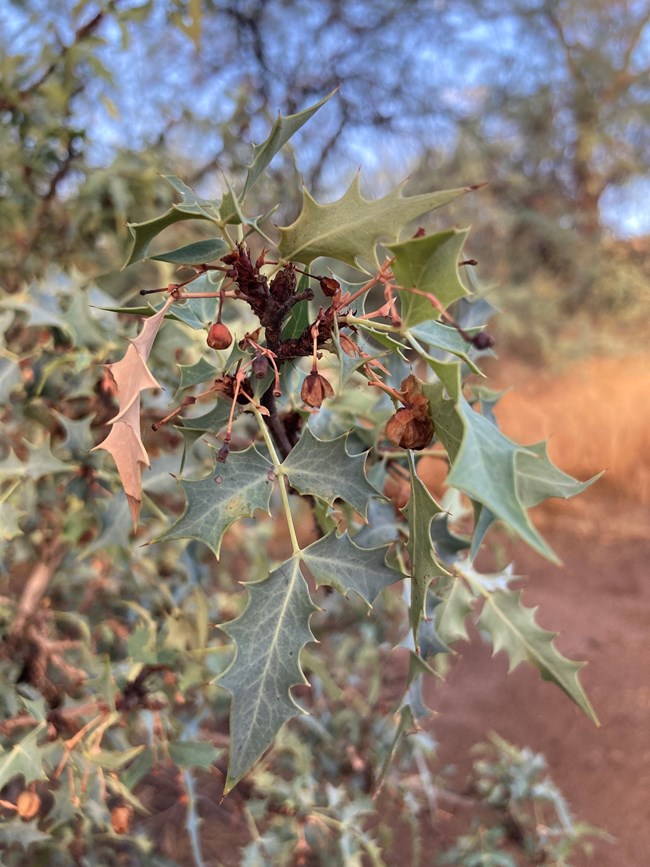 close-up of a plant with holly-like leaves and several brown, dried berries