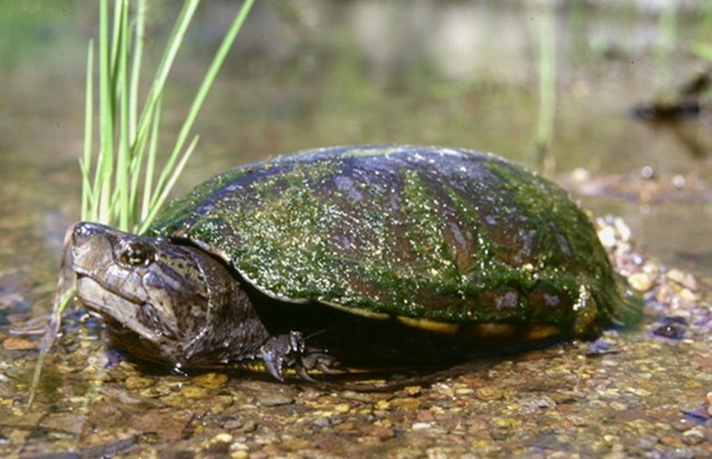 a small, grayish turtle with its shell covered in green algae. Its head is sticking out of its shell, but its legs are tucked in.
