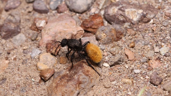 a black, fuzzy, wingless insect resembling a bumblebee with a brown abdomen