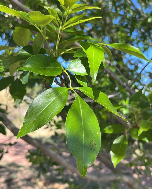 close-up of a tree branch with large, compound leaves