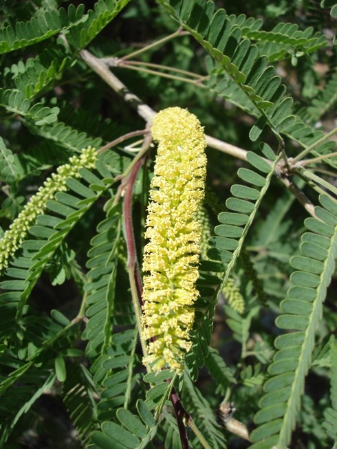 a tree with many small compound leaves and a long cluster of small, white flowers