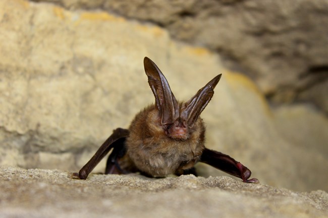 a brown bat with very long ears clinging to a wall