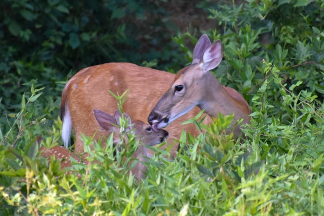 a female white-tailed deer licking a fawn with spots, partly obscured by plants