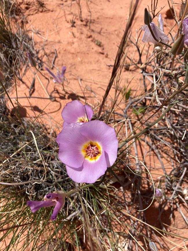 a plant with a few large, pink flowers with three petals and a yellow center