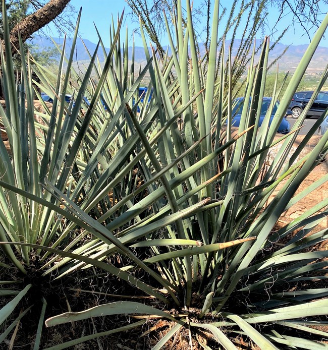 two plants with long, pointed, light green leaves