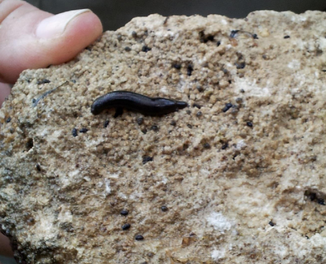 Picture of a leech