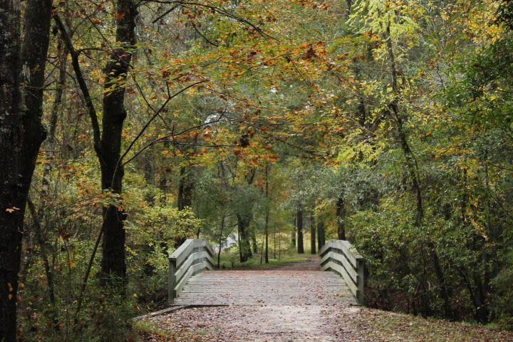 A leaf-littered wooden bridge arches through the woods.