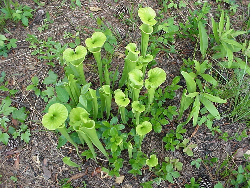 Pitcher Plant