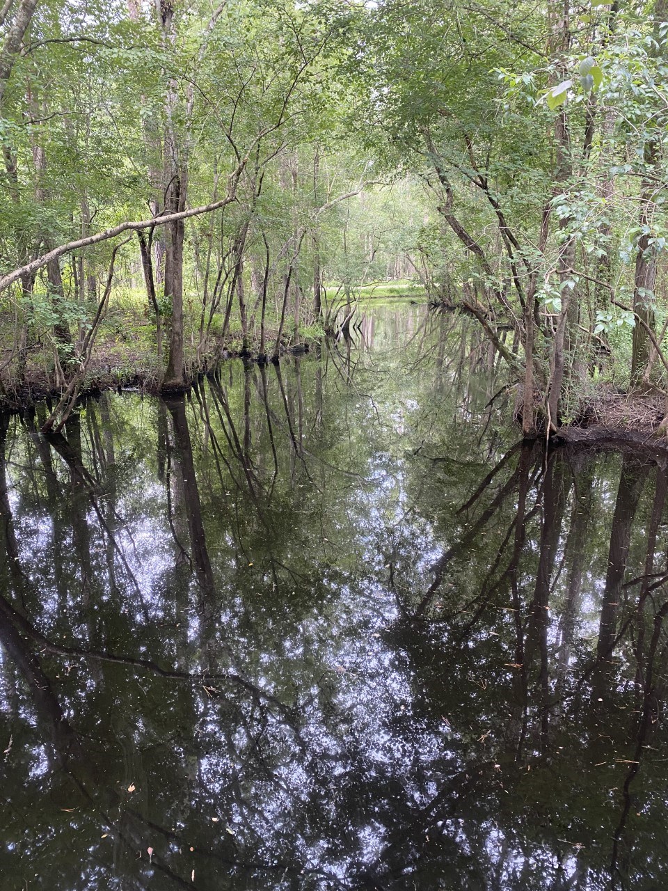 Moores Creek on a Summer's day.
