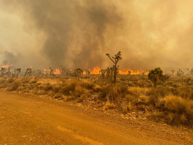 Flames burning Joshua trees