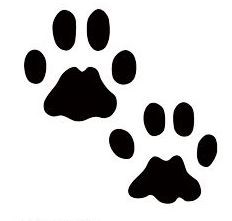 A pair of Bobcat tracks