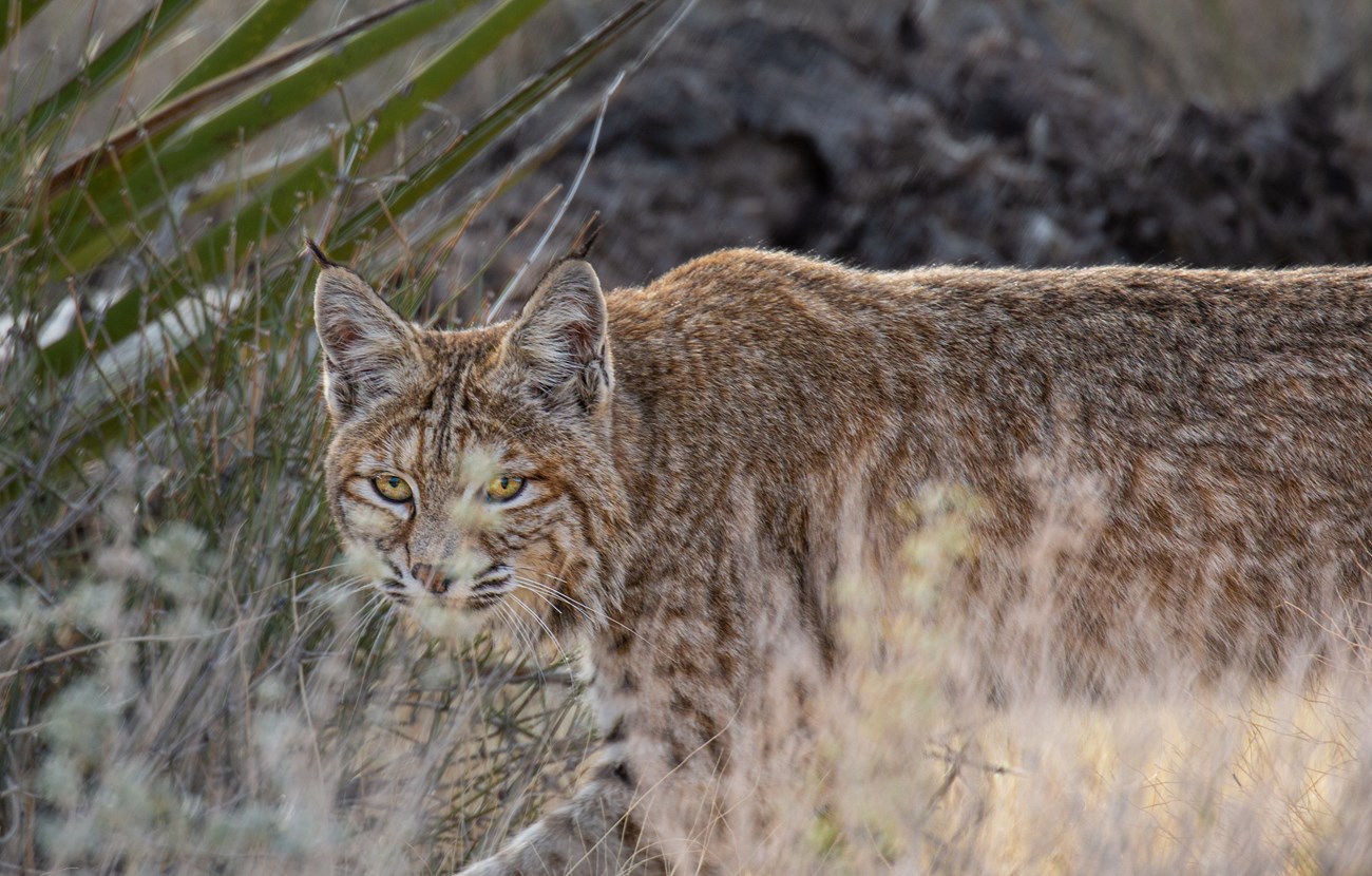 Bobcat in the grass.