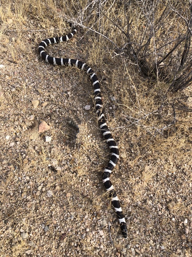 Common king snake with black and white rings