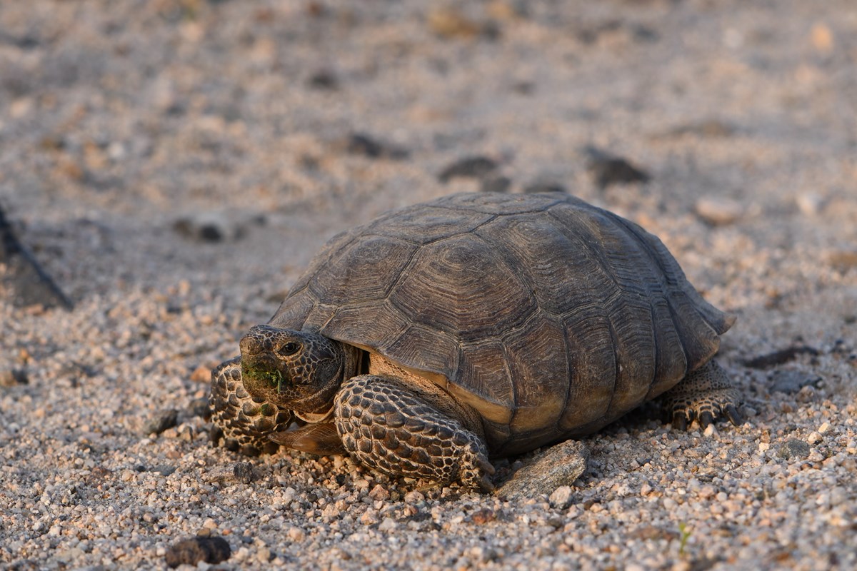 Animals - Mojave National Preserve (U.S. National Park Service)