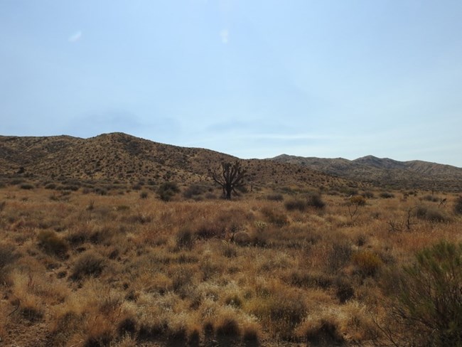 A diverse grassland consisting of mostly native species, with a solitary Joshua tree in the middle.