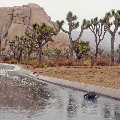 desert tortoise drinking water after rainstorm at Joshua Tree National Park