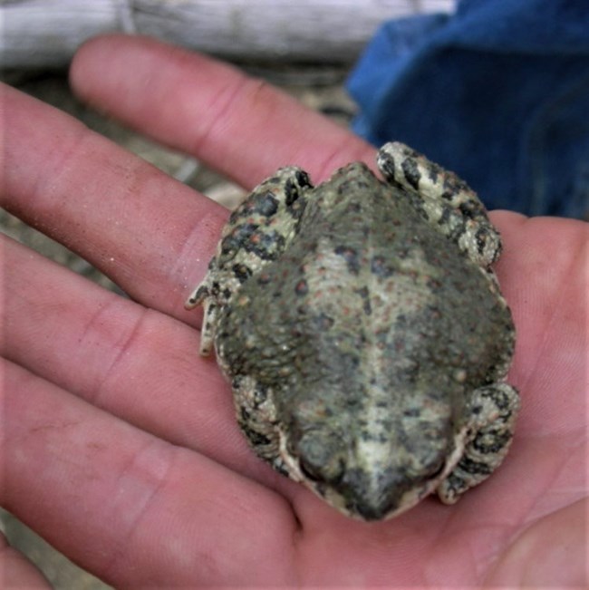 a red spotted toad in a person's hand