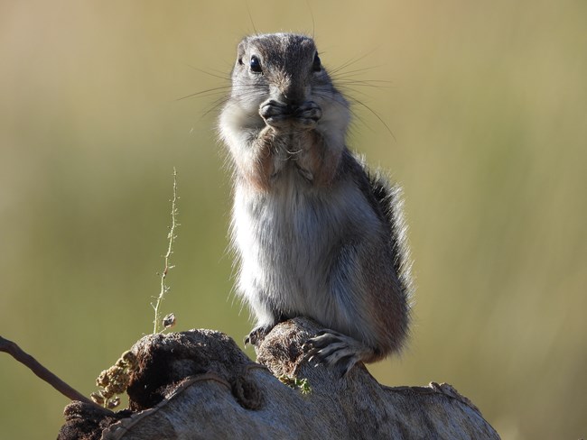 White tailed antelope squirrel perched on a downed tree
