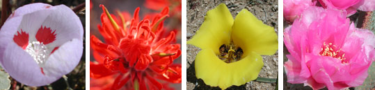 photos of wildflowers