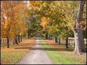 Long, straight driveway lined with trees with orange leaves.