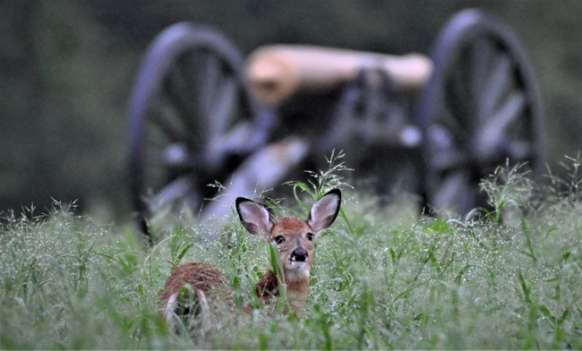 A deer sits in high grasses with a Civil War cannon behind it.