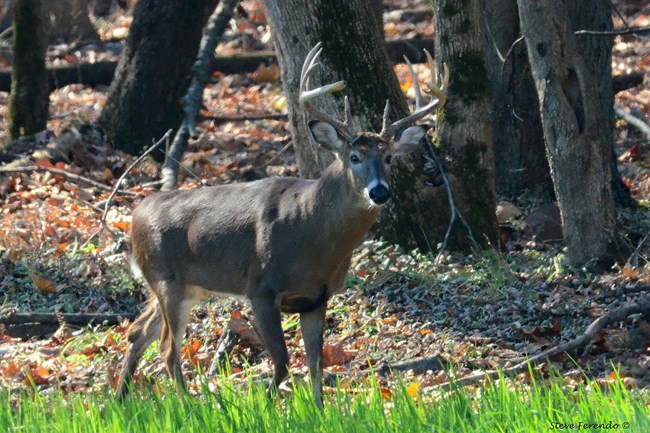 A buck with big antlers stands at the edge of a forest.