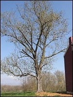 A tree with budding leaves