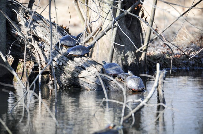 Several turtles sun themselves on a log sticking out of a pond.
