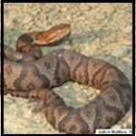 A thick bodied snake with a copper colored body with hour-glass shaped tan bands.