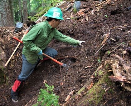Volunteer digs out roots on a hillside.