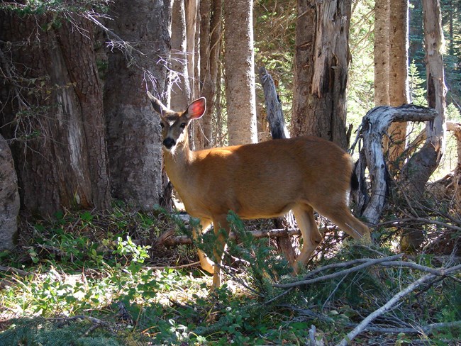 A blacktailed deer stands along Dead Horse Creek trail.