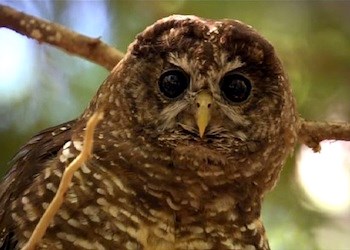 An owl with speckled brown and white feathers and dark, shiny eyes.