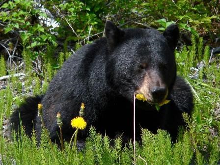 A black bear eatting dandelions.