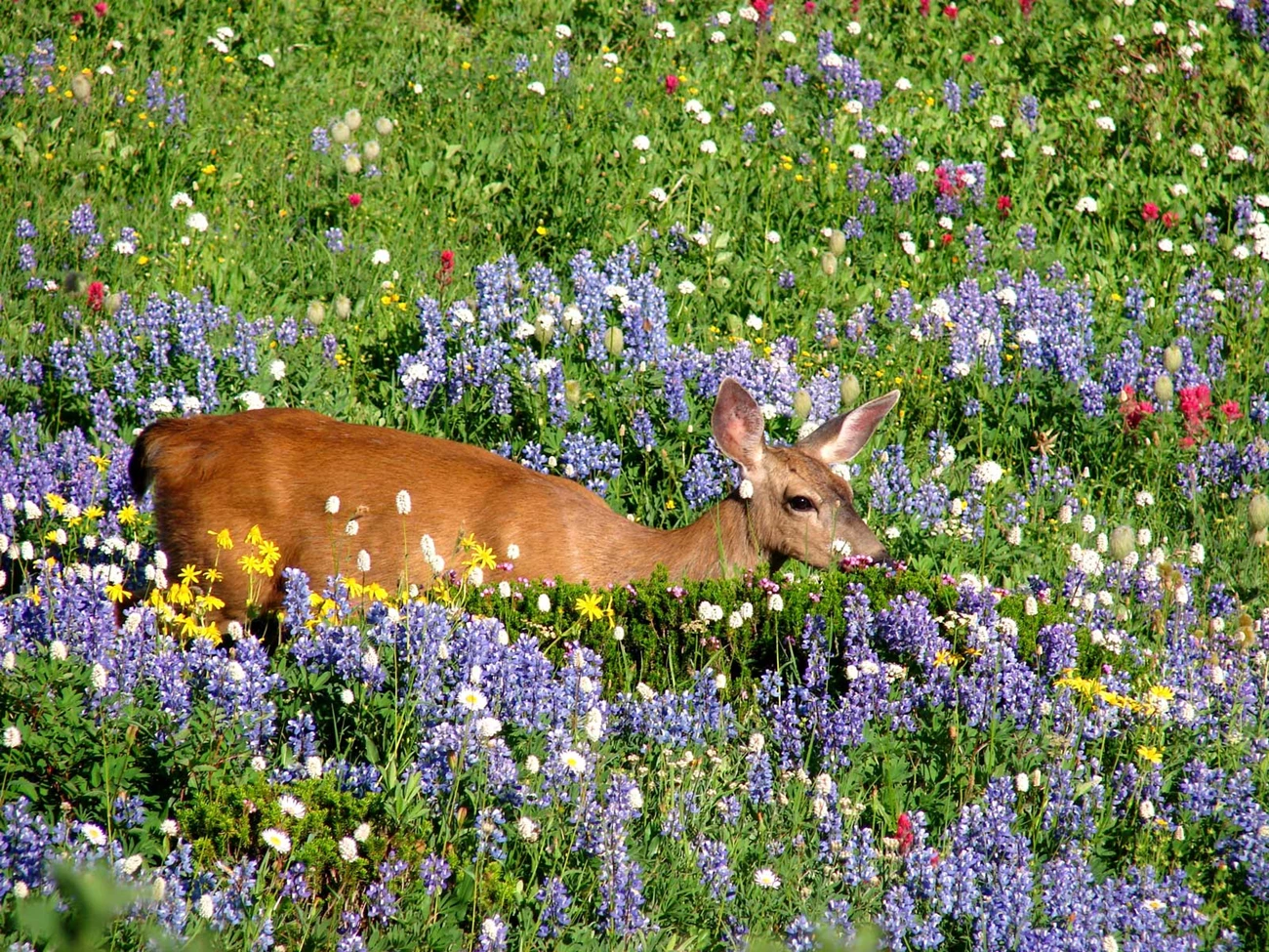 Black-tailed deer in a wildflower meadow.