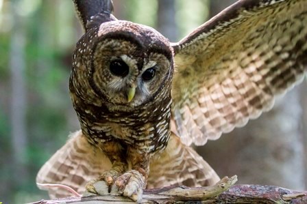 A female spotted owl lands on a branch with a mouse in her talons.