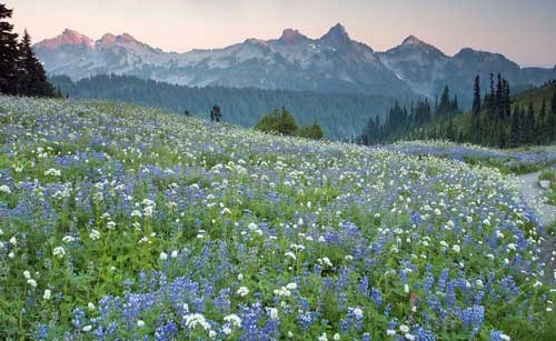 A meadow of wildflowers with the Tatoosh range in the background.