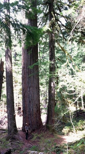 A park ranger stands dwarfed at the base of an old-growth Douglas-fir tree.