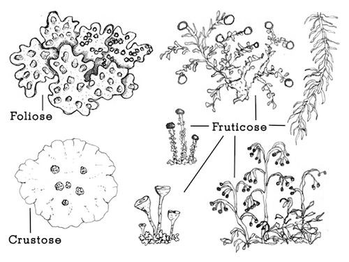 Drawings of several different lichen types, labeled Foliose, Crustose, and Fruticose.