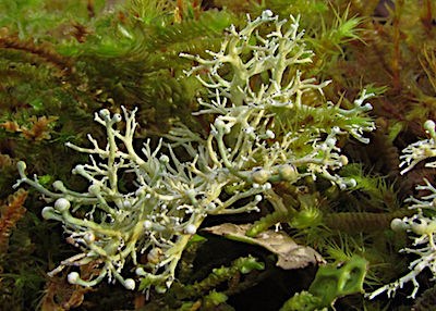 A branching pale green lichen.
