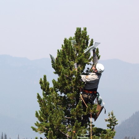 A man in a NPS uniform wearing a hard hat and climbing harness places a wire net around a tree branch near the top of a whitebark pine tree.