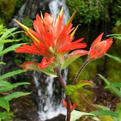 Scarlet Paintbrush in front of a small ephemeral waterfall.